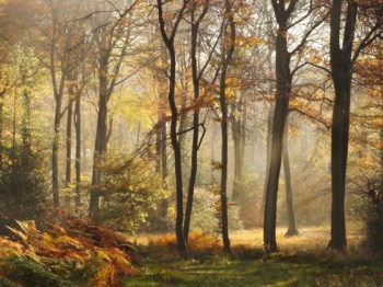 woodland-and-mist-vw