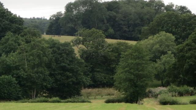 View from E towards Copsford Hill, cottage to left of trees in centre - Copy (2)